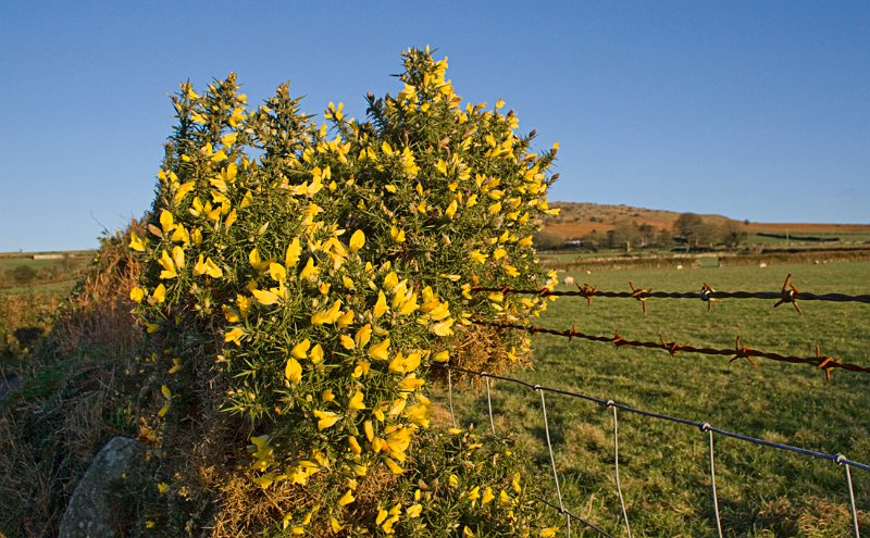 winter gorse.jpg